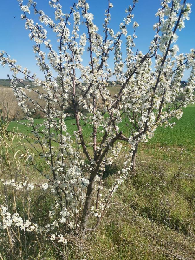 Residence Il Villaggio Del Re Corropoli Eksteriør billede